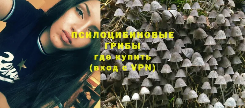 hydra вход  закладка  Ветлуга  Псилоцибиновые грибы Psilocybine cubensis 